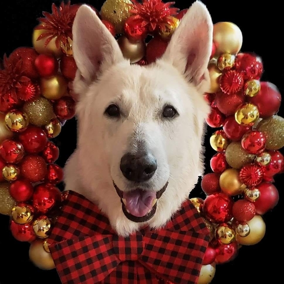 whiteshepmom